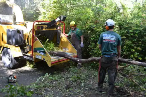 tree services Clay